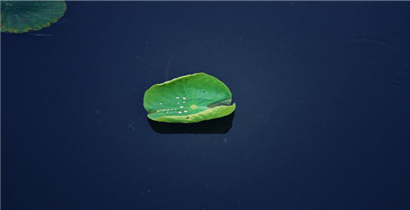 抖音是不是会担心变成一只野兽是什么歌？