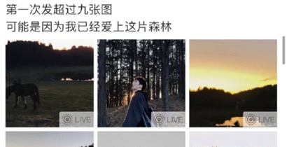 爱上了这片森林是什么梗？